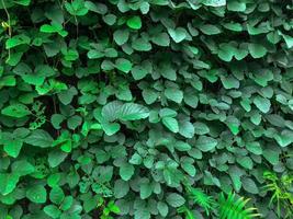 verde edera le foglie parete sfondo. natura struttura impianti. naturale decorazione pianta foto