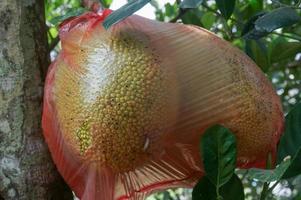 maturo biologico casa cresciuto nangka jackfruit su albero avvolgere nel plastica Borsa per evitare frutta volare foto