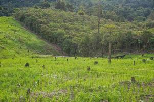piantare riso su un' collina è un' tradizione di il dayak tribù, Indonesia foto