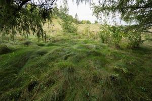 alto verde erba nel un' conifero foresta a autunno. foto