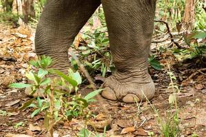 avvicinamento gambe di elefante a piedi attraverso il foresta pluviale. chiang Mai Provincia, Tailandia. foto