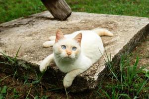 carino rosso punto gatto con blu occhi è dire bugie su il strada. foto