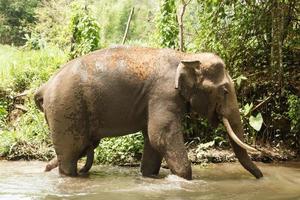 elefante è bagnarsi nel un' stagno fra un' foresta pluviale. chiang Mai Provincia, Tailandia. foto