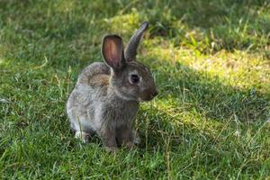 un' coniglio su il erba su un' estate giorno, un' coniglietto si siede su il verde erba foto