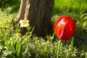 rosso tulipani su un' sfondo di verde erba, un' fioritura tulipano germoglio, primavera fiori foto