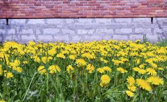 un' lotto di giallo denti di leone su il verde erba contro il sfondo di un' mattone parete nel il città foto