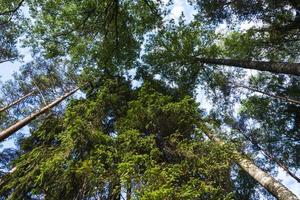 sempreverde pini allungamento in il cielo, foresta, aghi, dritto alto tronchi di pini nel il estate foresta foto