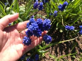 un' bellissimo mazzo di blu fiori nel il mani di un' donna. delfinio fiori foto