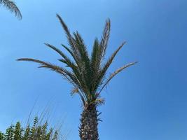 Basso angolo Visualizza di palma alberi contro blu cielo foto