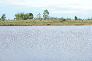 il grigio acqua sfondo allagato il riso campi. foto