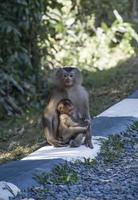 bambino scimmia è con madre scimmia. foto