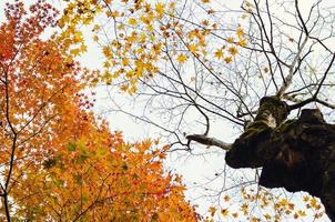 messa a fuoco e sfocato colorato acero le foglie albero sfondo nel autunno di Giappone. foto