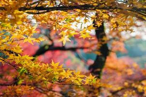 messa a fuoco e sfocato colorato acero le foglie albero sfondo nel autunno di Giappone. foto