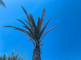 palma albero contro un' blu luminosa cielo. un' verde pianta con di grandi dimensioni, nerboruto le foglie per fornire ombra nel un' caldo nazione. tropicale pianta. naturale bellezza foto