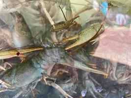 vivere Gambero nuoto nel acqua. molti crawdads nel un' memorizzare acquario foto