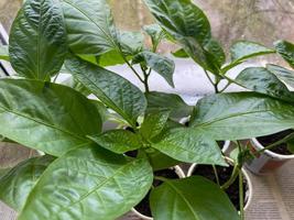 in crescita dolce peperoni per il giardino nel tazze su il davanzale nel il appartamento foto