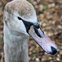 vista di un cigno reale foto