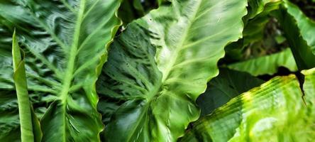 verde pianta tropicale fogliame nel boschetto foto