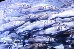 scuola di pesca foto