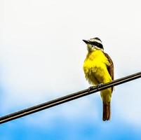 arroccato giallo uccello foto