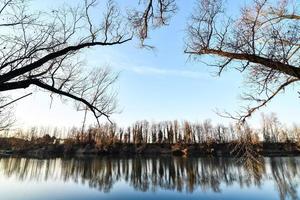 alberi su il riva foto