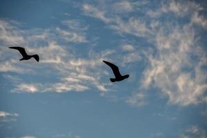 uccelli in cielo foto