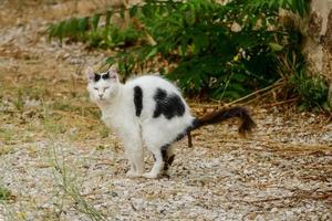 gatto bianco e nero foto