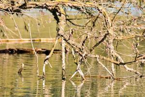 albero nel acqua foto