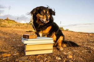 carino cane all'aperto con mucchio di libri foto