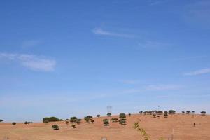 alberi sulla collina foto