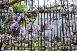 fiori di glicine viola foto