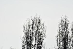 grigio cielo dietro a il alberi foto