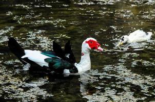 anatra sull'acqua foto