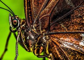 bellissimo farfalla nel costa rica foto