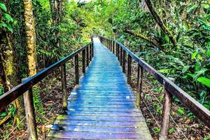 ponte nella foresta foto