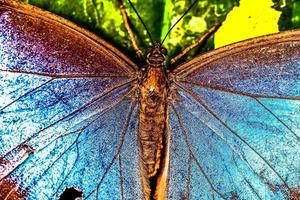 bellissimo farfalla nel costa rica foto