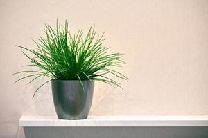 vaso di piante verdi artificiali sullo scaffale foto