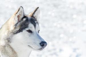 cane husky siberiano primo piano ritratto viso all'aperto. addestramento di gara di cani da slitta con tempo di neve fredda. cane di razza forte, carino e veloce per il lavoro di squadra con la slitta. foto