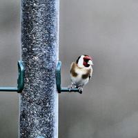 un' Visualizza di un' cardellino foto