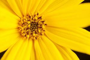 topinambur giallo fiore macro foto di Gerusalemme carciofo petali, pistillo e stame