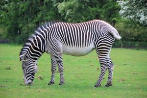 un' Visualizza di un' zebra foto