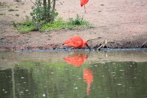 un' Visualizza di un' scarlatto ibis foto