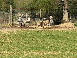 un' Visualizza di un' zebra foto