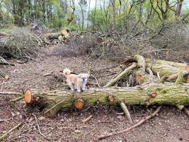 un' Visualizza di il cheshire campagna a peckforton foto