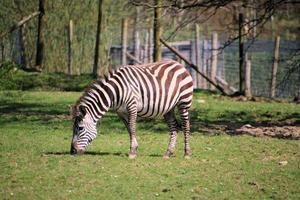 un' Visualizza di un' zebra foto