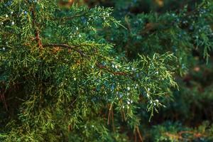 il ginepro cespuglio vicino su. sfondo con ginepro rami in crescita nel il parco. sempreverde conifero pianta. foto