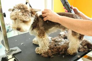 mani di donna toelettatore fa un' razza taglio di capelli con trimmer di yorkshire terrier nel governare salone. uso di attrezzo per pettinatura lana vergine. professionale animale animale domestico cura concetto. avvicinamento con copia spazio per testo foto