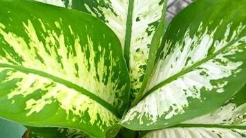 paesaggio dieffenbachia nel il giardino foto