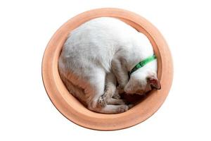 bianca gatto addormentato nel un' il giro vassoio isolato su bianca sfondo con ritaglio sentiero foto