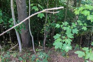 bella vista in una fitta foresta verde con luce solare intensa che proietta un'ombra profonda foto